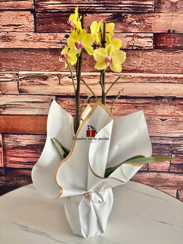 Mata de orquídea